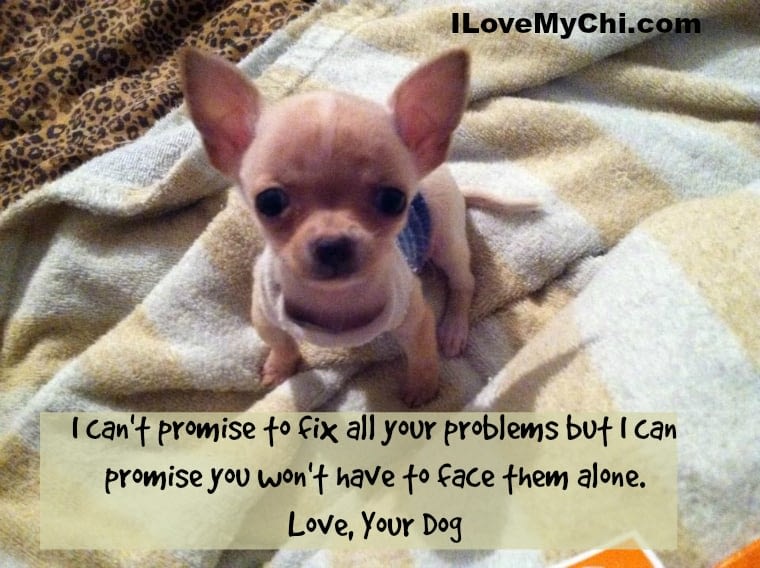 20 Chihuahua Memes That will Make You Cry I Love My Chi