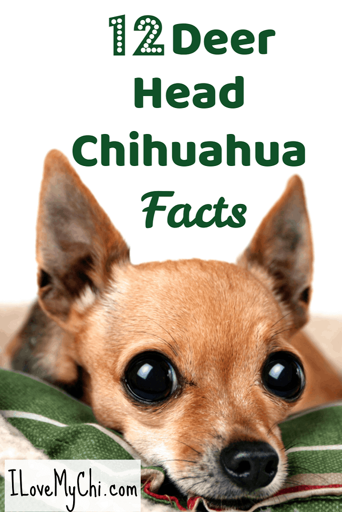 12 Deer Head Chihuahua Facts | I Love My Chi I 12 Deer ...